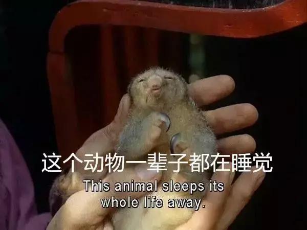 女朋友太爱睡觉了怎么办,怎么哄男朋友睡觉的方法