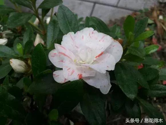 杜鹃花夏鹃品种有哪些特点,杜鹃花的夏鹃怎么养好