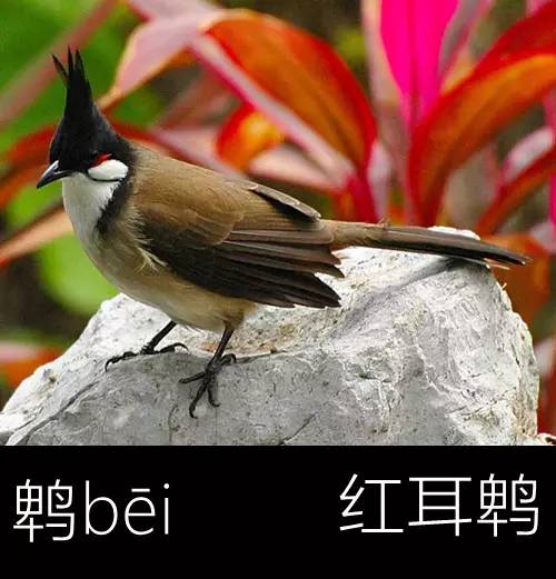 璁よ瘑楦熷瓧,楦熺殑16涓父瑙佸瓧