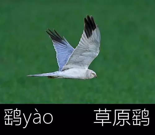 璁よ瘑楦熷瓧,楦熺殑16涓父瑙佸瓧