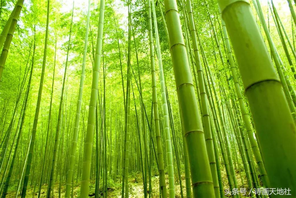 汴梁闲人（崔新玉）《世界杯组诗》