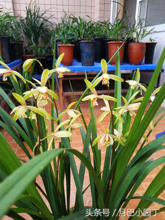 兰花焦尖，有黑斑？用这汁液抹一抹，兰花叶子绿油油，花开香十里