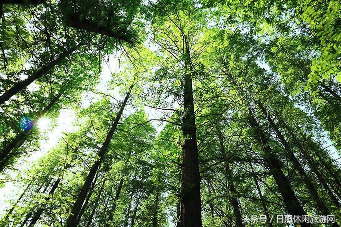 日照直播,日照房价