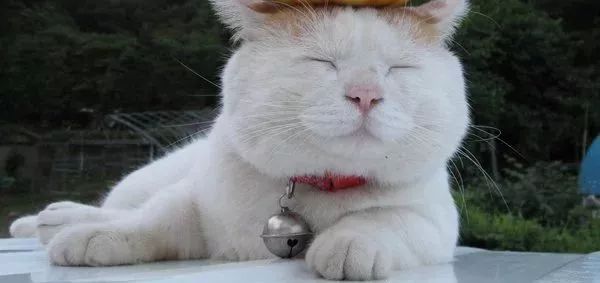 花1块5就能去掉闭口？亲测有效后我哭了……