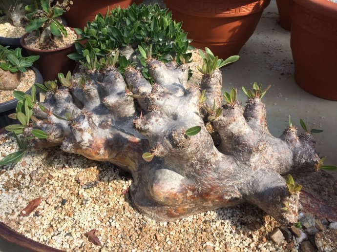 越养越贵的多肉排行榜,目前最贵的多肉品种