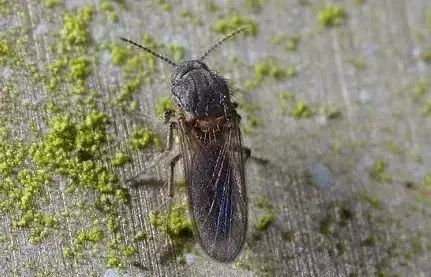 近期出现的毒虫,三明市永安区疾控中心