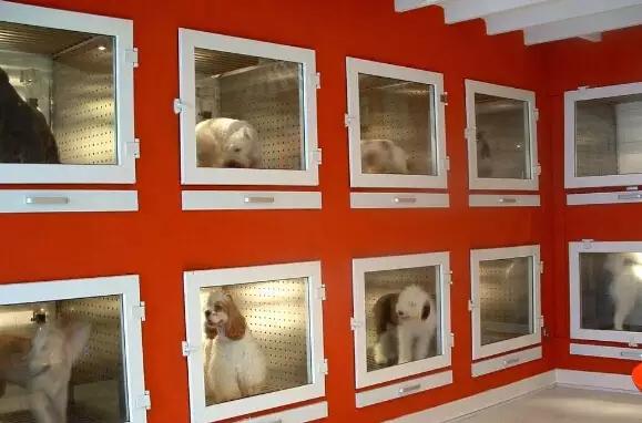 多格宠物店永顺,多格宠物店加盟