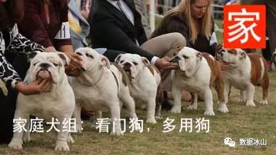 遇见遛狗的小姐姐怎么聊天,单身狗怎么吸引妹子