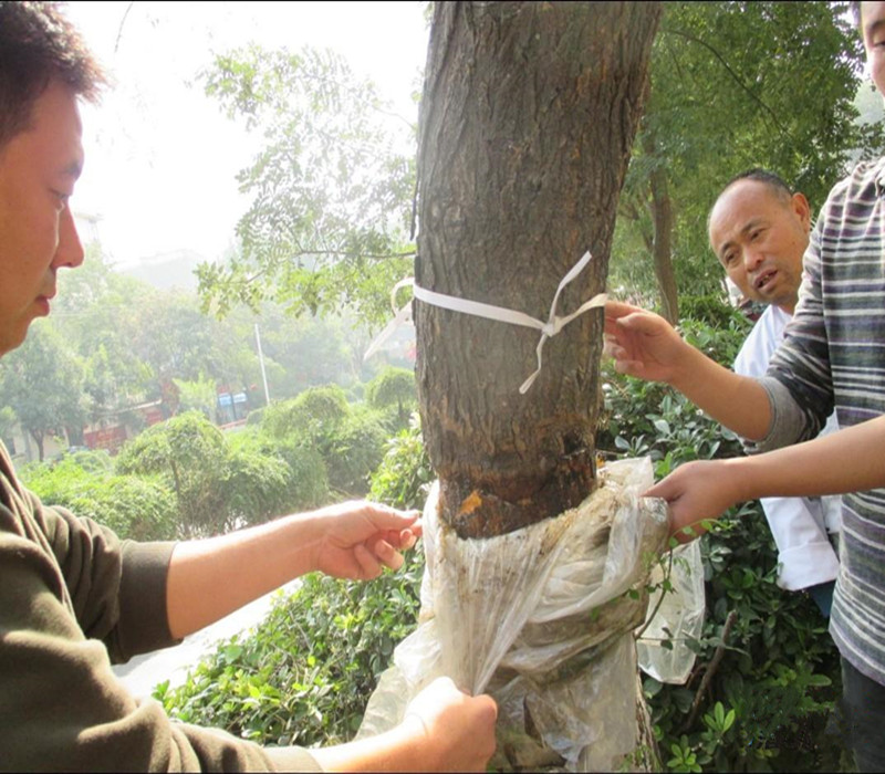 地出现死苗怎么办,苗出来后枯萎了是什么情况