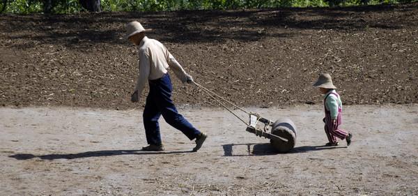 鲁中地区麦收时节,鲁西南麦收记忆图片