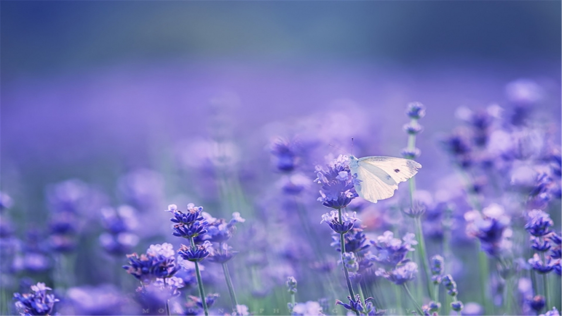 紫色的薰衣草既神秘又浪漫,优雅紫色熏衣草