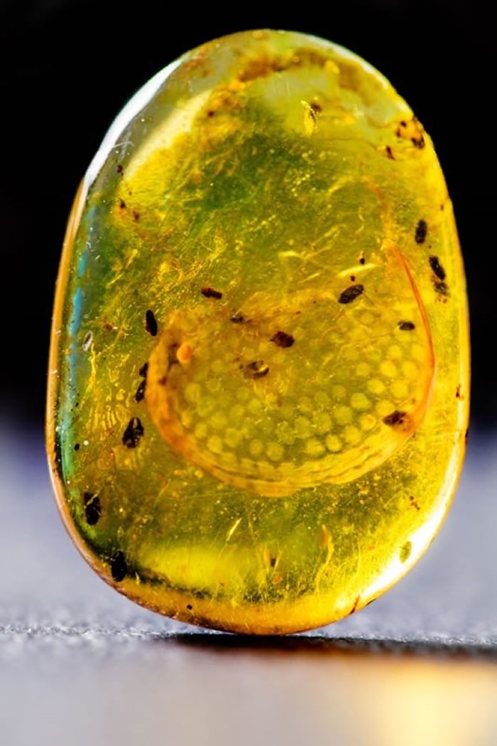 两亿年前琥珀竟有一条活虫,1亿年前蛇琥珀