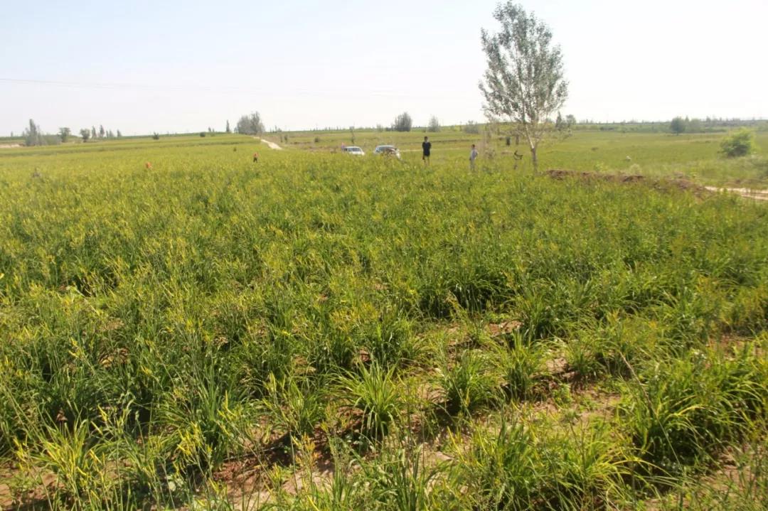 盐池花马池工业园规划,宁夏盐池县花马池镇所有村组