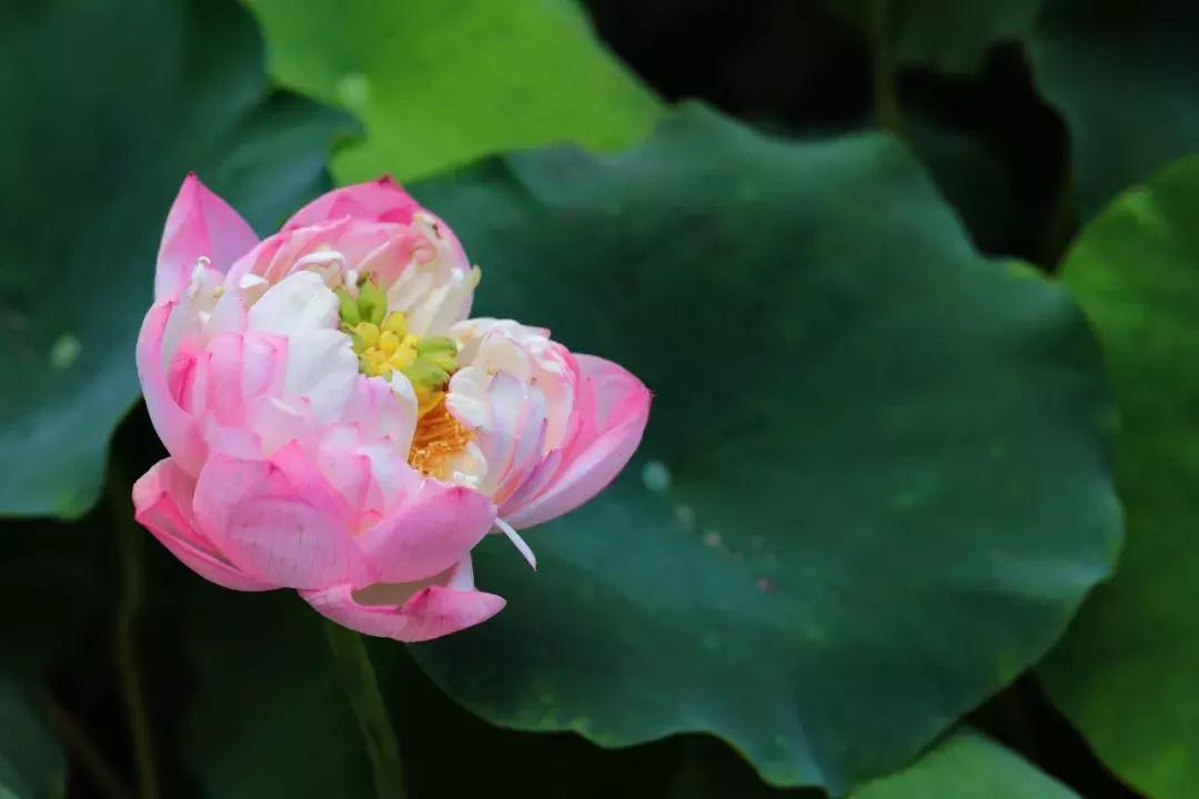 重庆可遮雨户外烧烤的地方,重庆高温消暑的地方