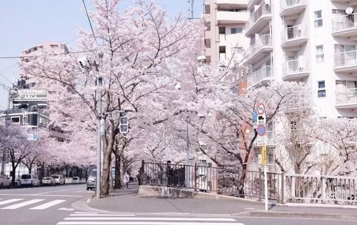 招行信用卡2018神卡,招商银行young卡取现神卡