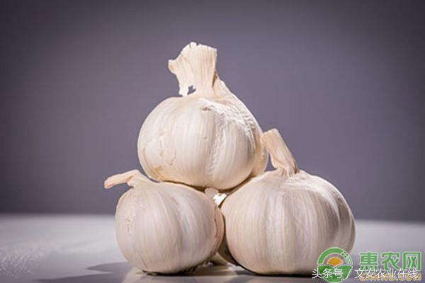 大蒜价格今日报价,今天金乡大蒜最新价格报价