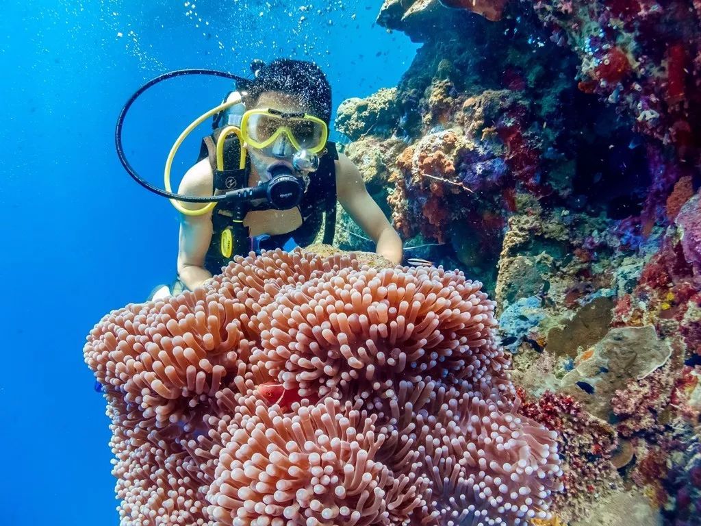 印尼美娜多潜水,印尼美娜多潜水考证