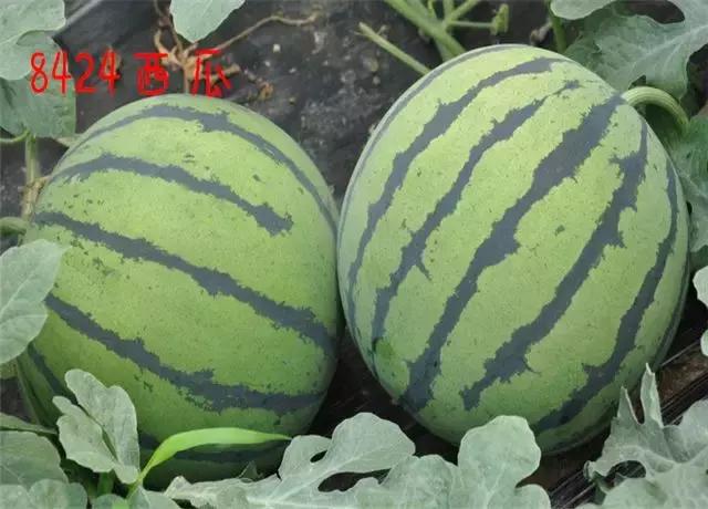 8424西瓜到底是有籽还是无籽的,有种西瓜叫8424