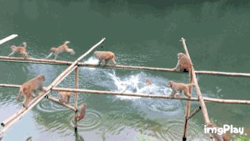 三伏天，龙虎山的“山大王”们开始消暑养生了！