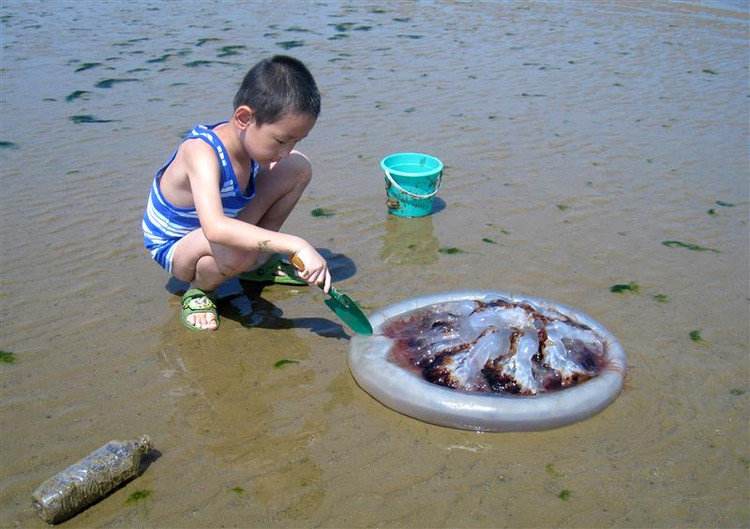 被海蜇蜇了需要涂什么药,被海蜇蜇伤