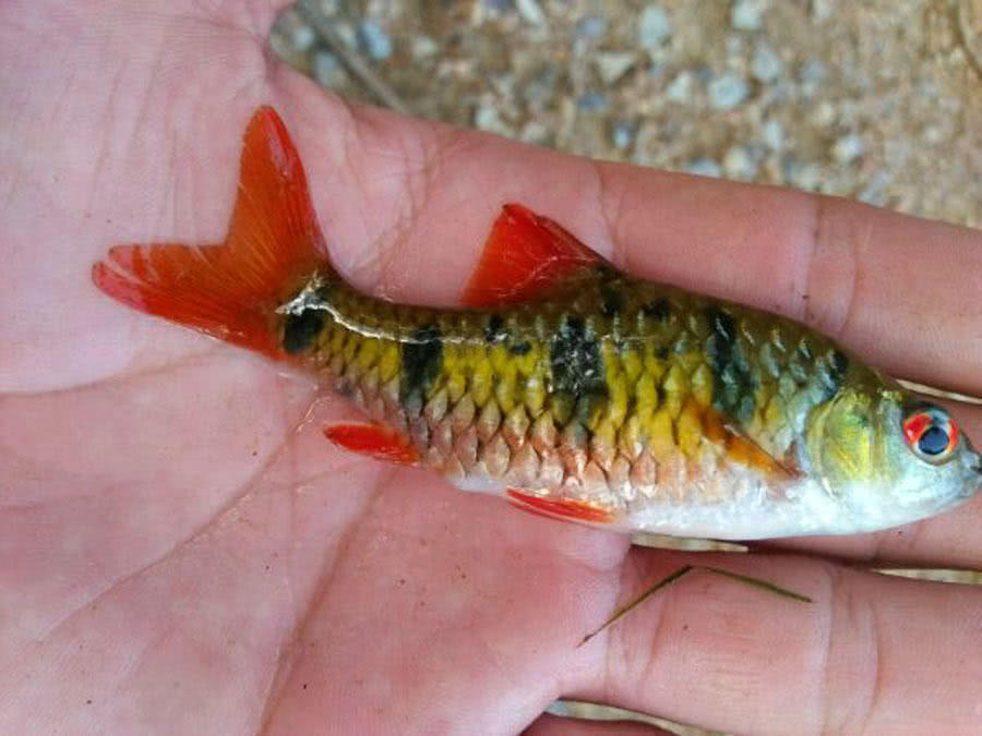 溪流钓常见的鱼,野钓常见的小鱼