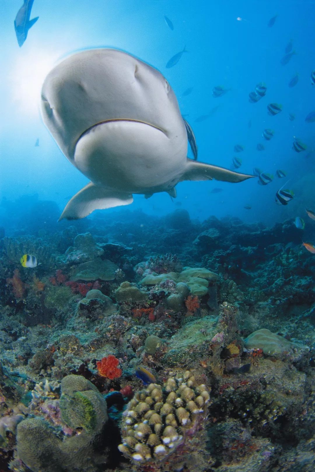 这辈子要去斐济,你为什么要去旅游