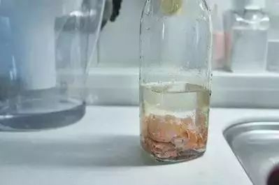 鸡蛋壳别扔掉,鸡蛋壳不要扔了太可惜了用来种菜