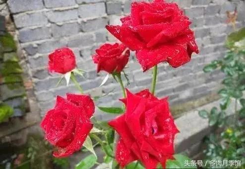 月季压枝促笋老枝条怎样处理,月季怎么养可以开爆花