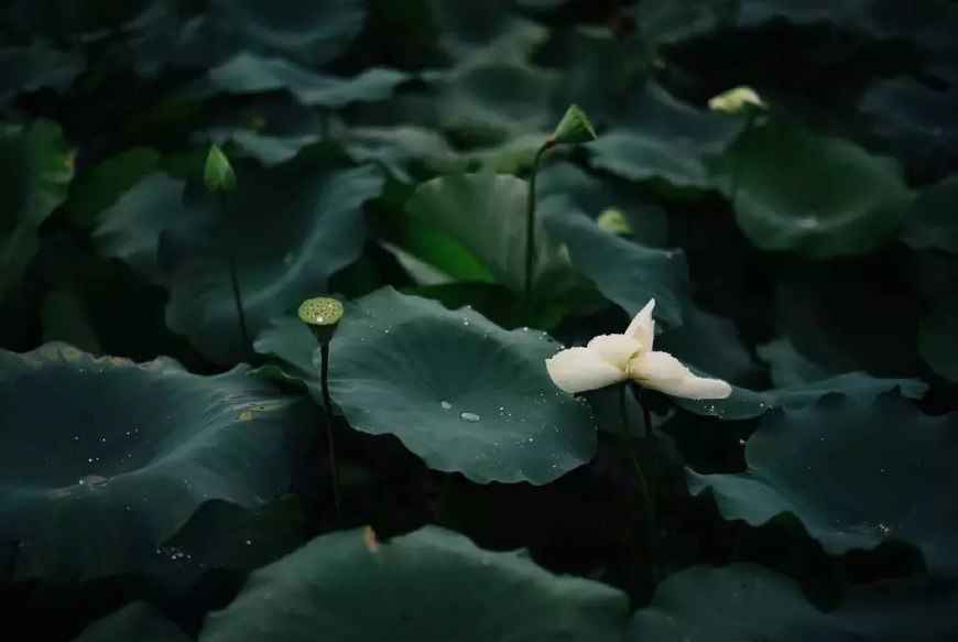 咏荷花的唐诗宋词,唐诗中咏荷花的七绝