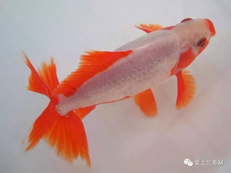 日本土佐金鱼图片大全,日本金鱼品种大全