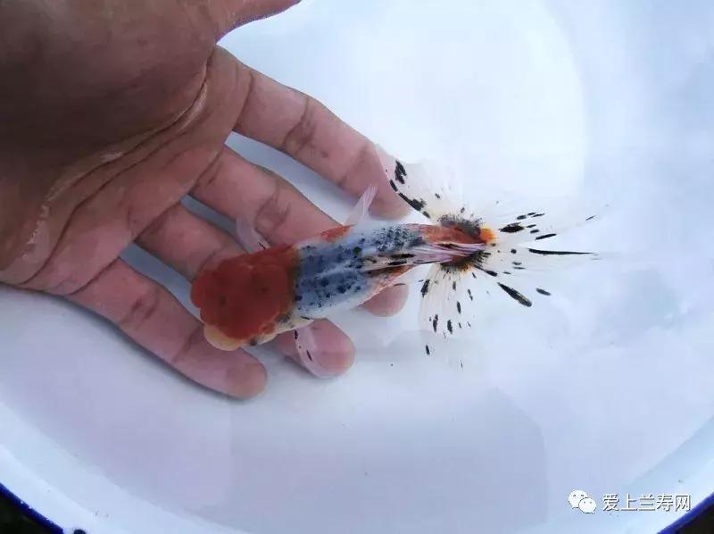 日本土佐金鱼图片大全,日本金鱼品种大全