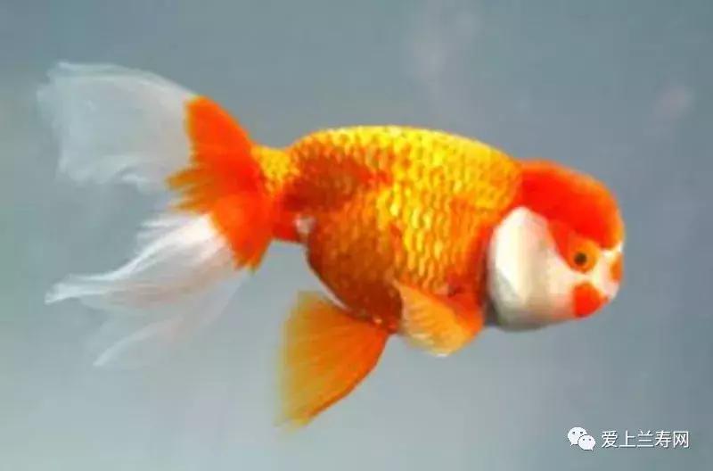 日本土佐金鱼图片大全,日本金鱼品种大全