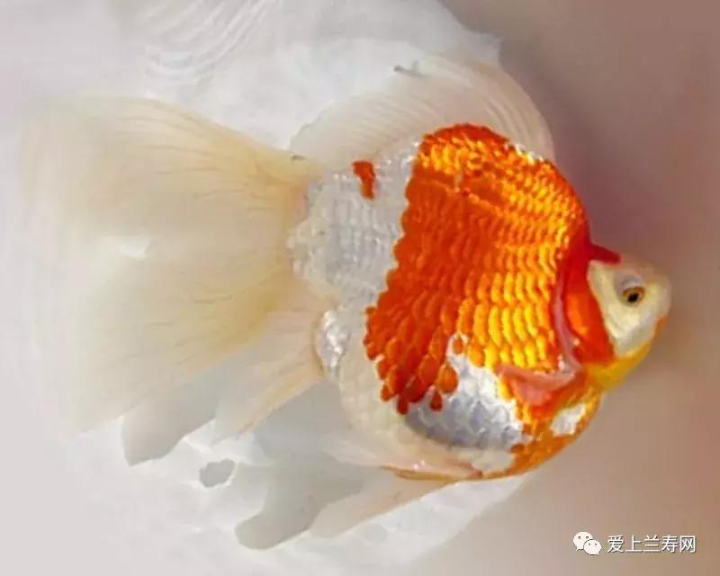 日本土佐金鱼图片大全,日本金鱼品种大全