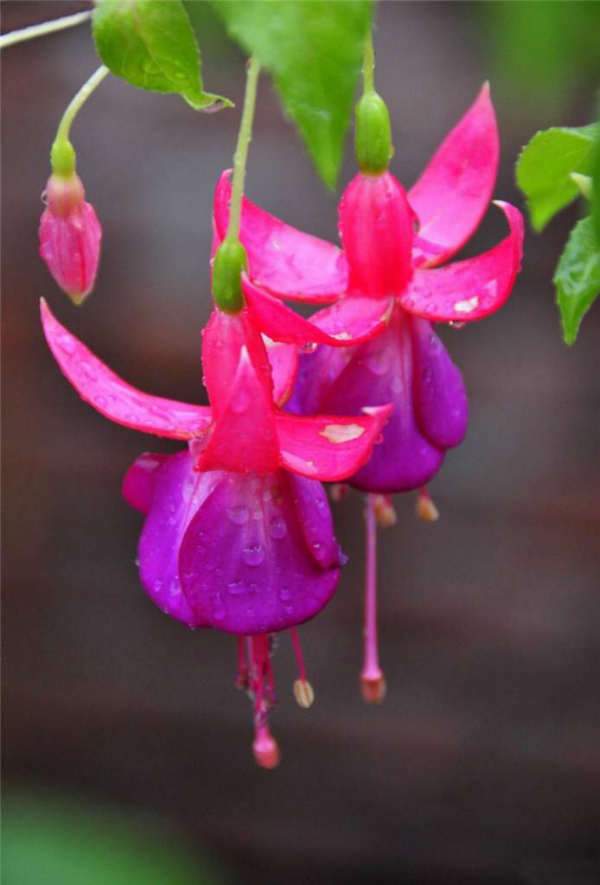 倒挂*钟金**ll彩燕翻飞欲向空，曼妙多姿醉*钟金**