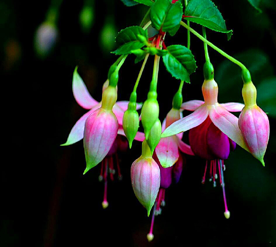 倒挂*钟金**ll彩燕翻飞欲向空，曼妙多姿醉*钟金**