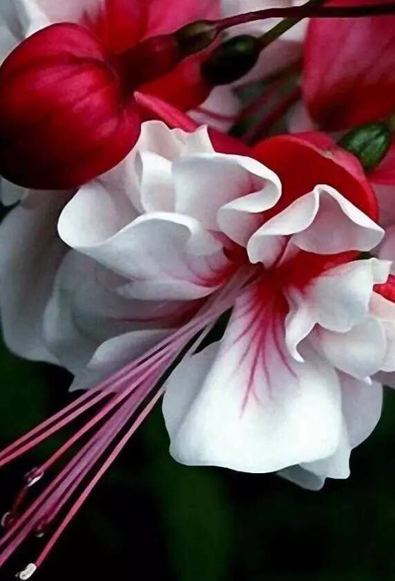 倒挂*钟金**ll彩燕翻飞欲向空，曼妙多姿醉*钟金**