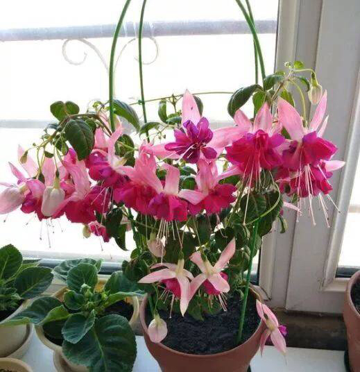 倒挂*钟金**ll彩燕翻飞欲向空，曼妙多姿醉*钟金**