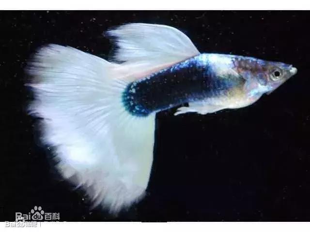 新手养孔雀鱼该给他们什么吃好,孔雀鱼尾巴开叉能自愈吗