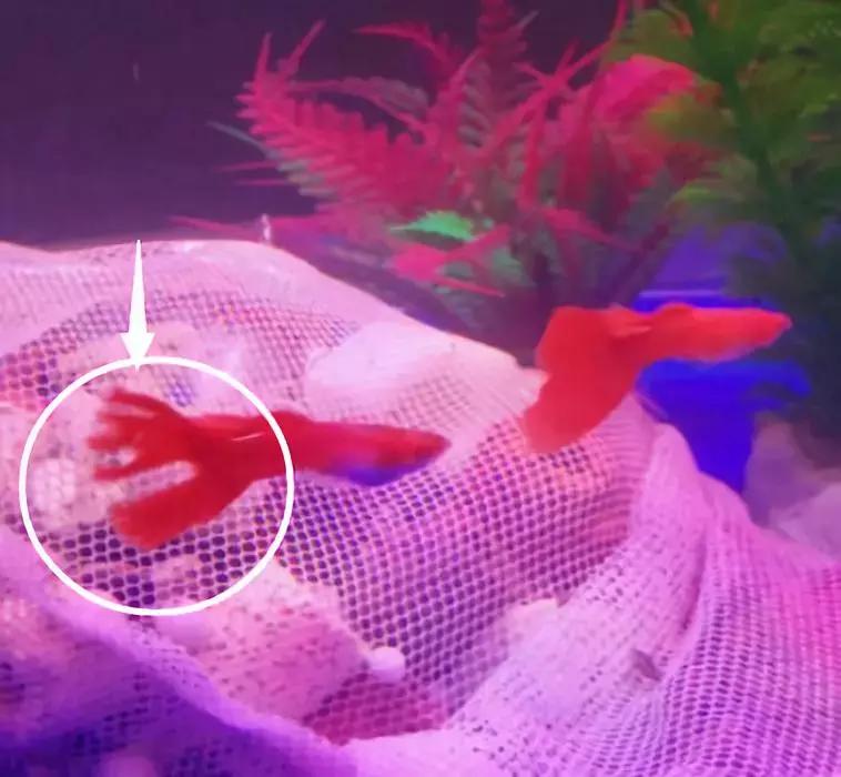 新手养孔雀鱼该给他们什么吃好,孔雀鱼尾巴开叉能自愈吗