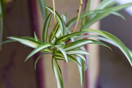 吊兰能水培养活吗,吊兰在家水培怎么养活得快