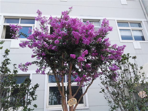 淮安淮外外国语学校2020年招生,淮安市外国语