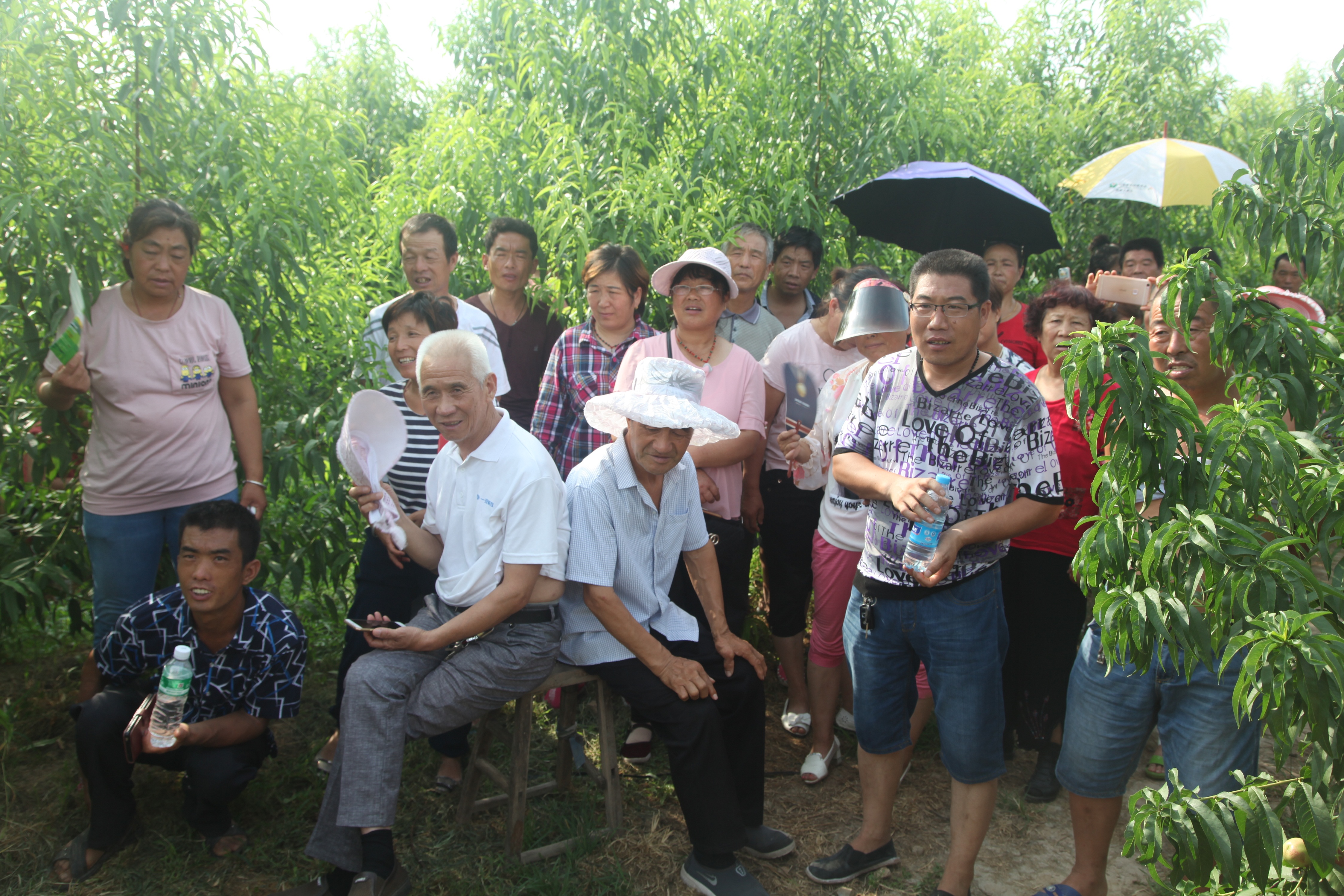 枣油桃产地优点,枣油桃产品介绍