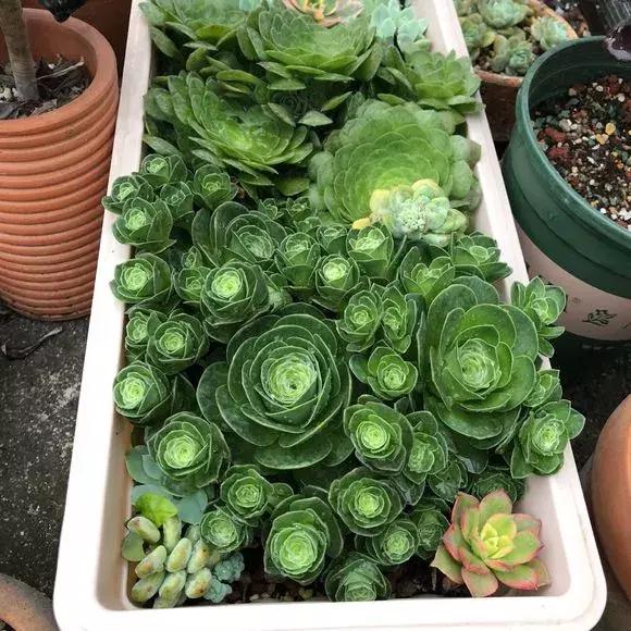 绿萝吊兰怎么养才能开花,比绿萝吊兰还好养的5种花