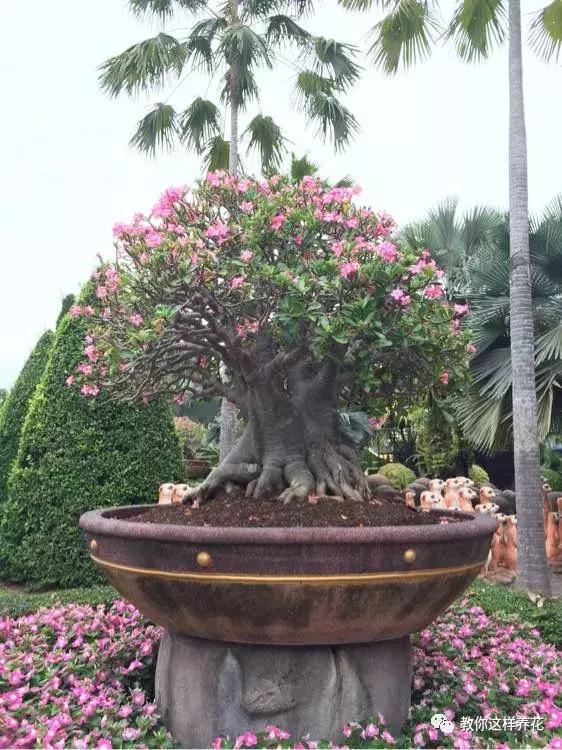 绿萝吊兰怎么养才能开花,比绿萝吊兰还好养的5种花