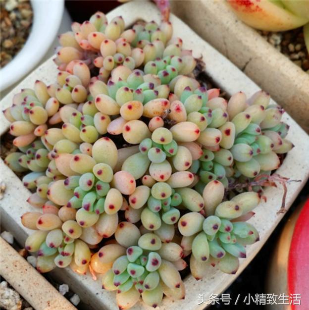 这10种多肉宛如变色龙,有名的七种多肉植物