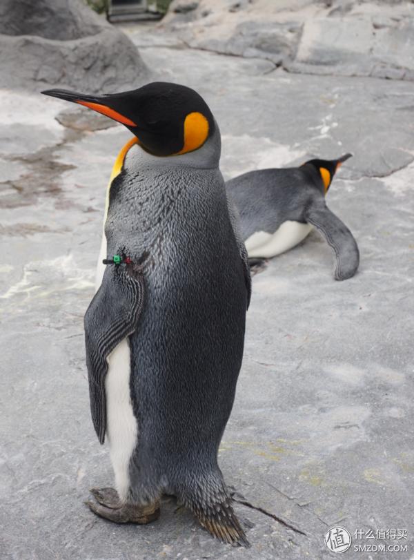 北海道札幌的散步之旅,日本北海道小樽旅游攻略