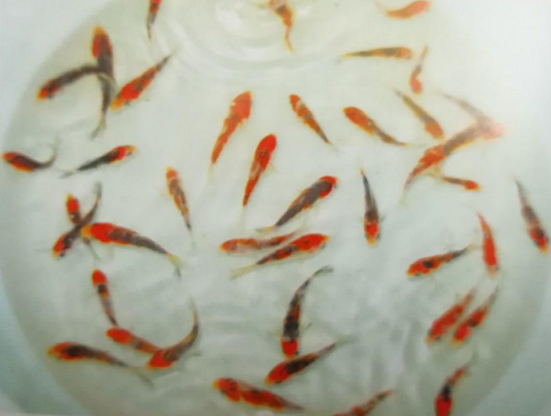 红白大正锦鲤的挑选标准,锦鲤大正三色鱼苗