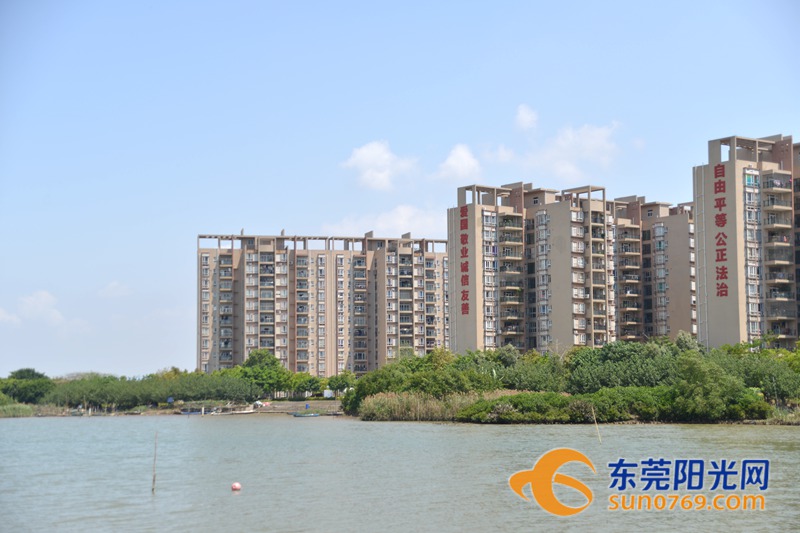 清水绕绿屿，白鹭上青天！沙田这些地方如今变得这么美！