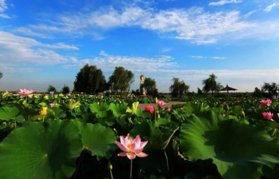 在白洋淀除了赏荷花还能干嘛,白洋淀之外还有什么淀