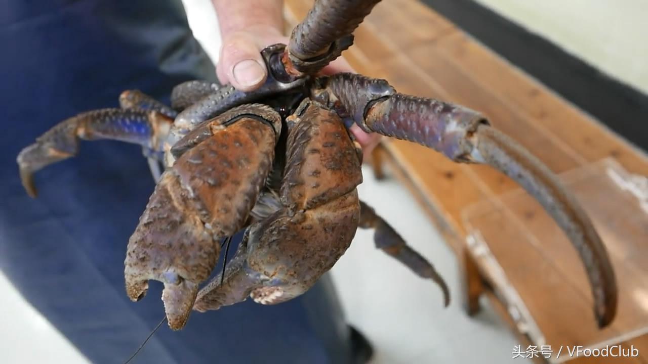 日本冲绳海鲜椰子蟹,日本海鲜椰子蟹视频